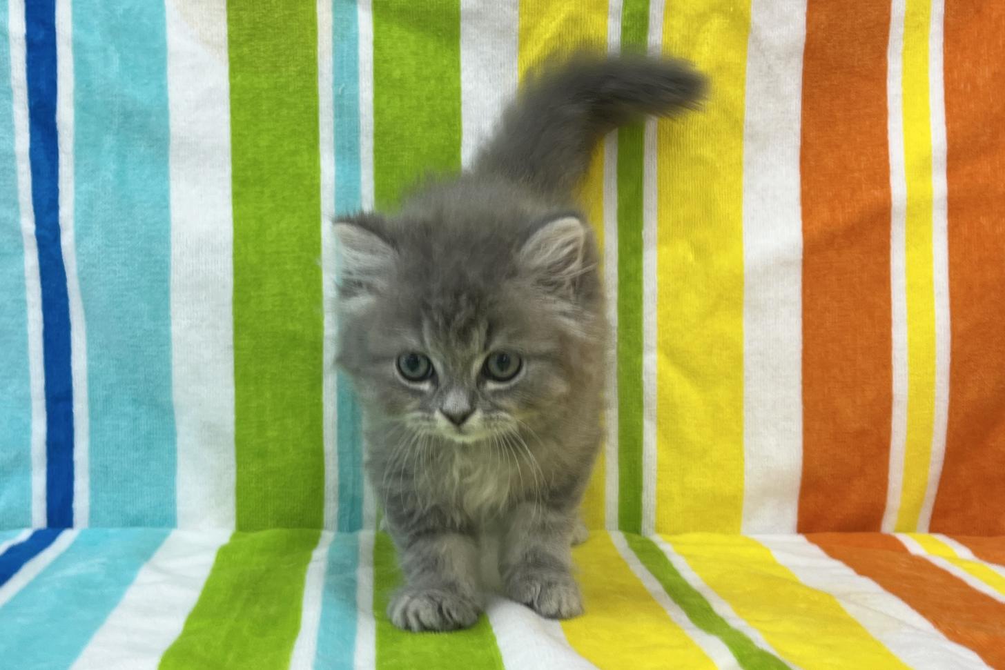 愛知県のミヌエット (ハピースペット一宮三条アミーゴ店/2025年9月1日生まれ/男の子/ブルータビー)の子猫の1枚目の画像