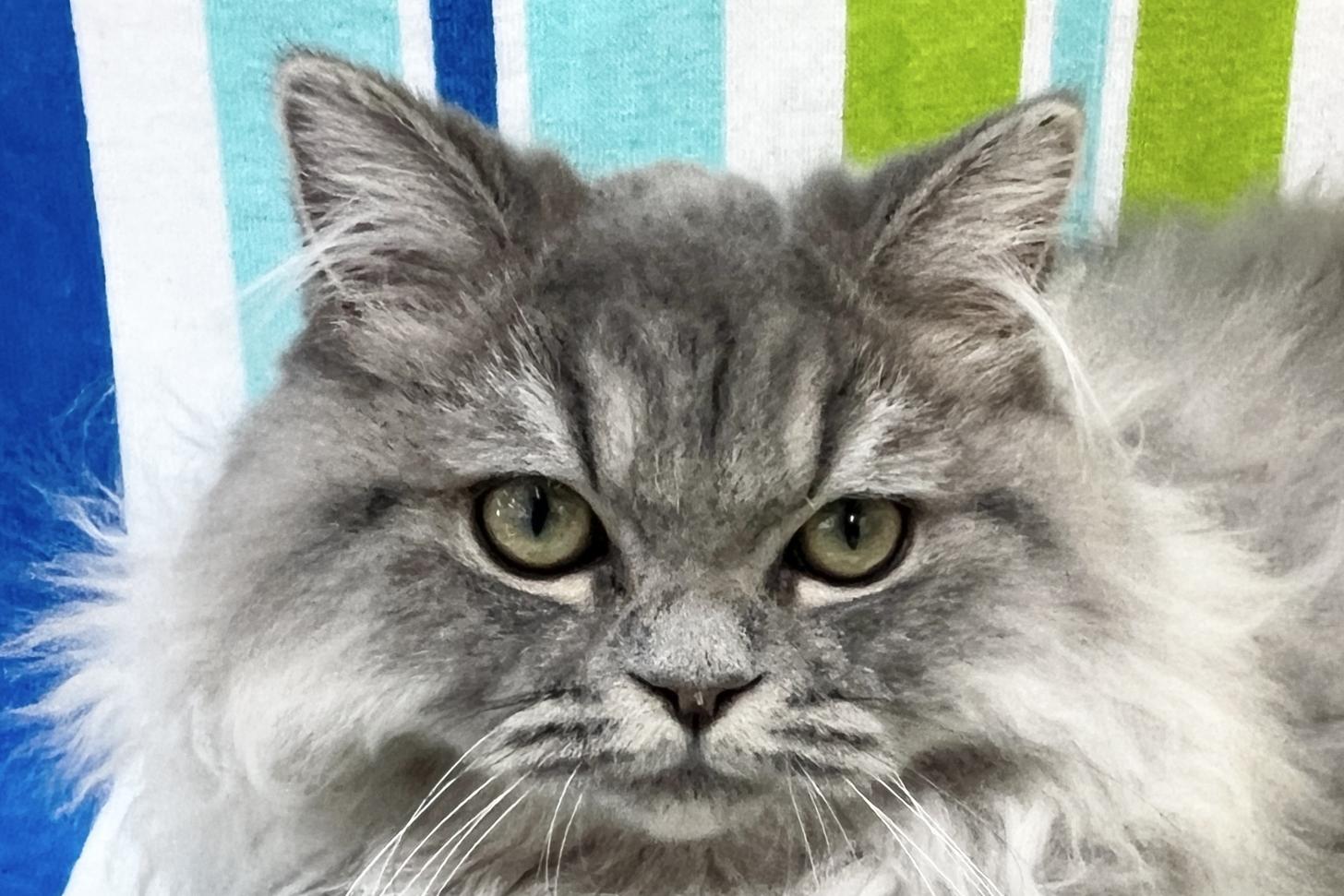 愛知県のミヌエット (ハピースペット一宮三条アミーゴ店/2025年9月1日生まれ/男の子/ブルータビー)の子猫の2枚目の画像