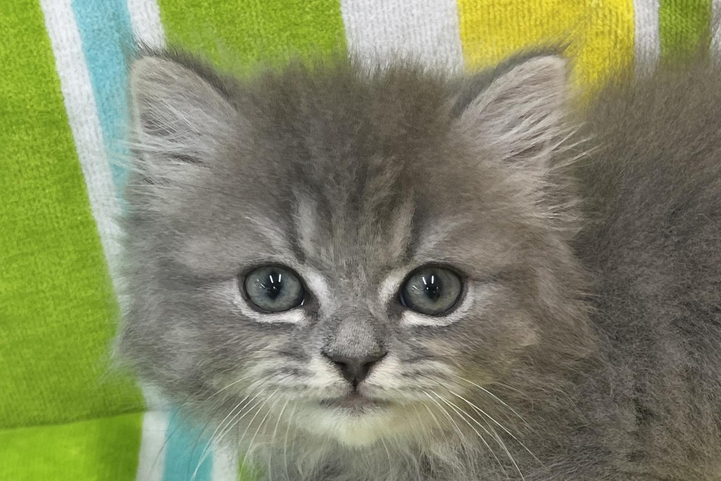 愛知県のミヌエット (ハピースペット一宮三条アミーゴ店/2025年9月1日生まれ/男の子/ブルータビー)の子猫の2枚目の画像