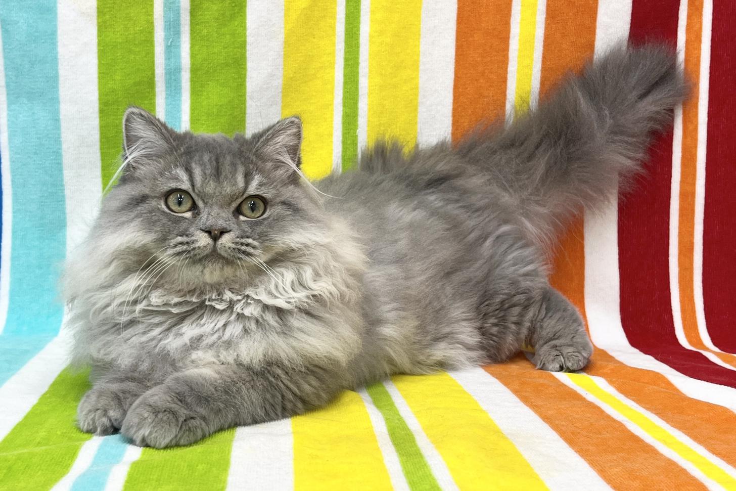 愛知県のミヌエット (ハピースペット一宮三条アミーゴ店/2025年9月1日生まれ/男の子/ブルータビー)の子猫の3枚目の画像