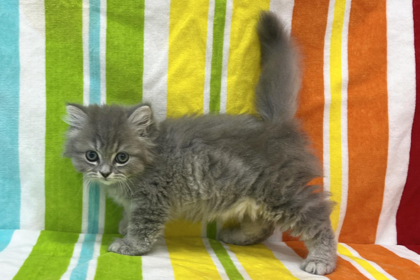 愛知県のミヌエット (ハピースペット一宮三条アミーゴ店/2025年9月1日生まれ/男の子/ブルータビー)の子猫の3枚目の画像