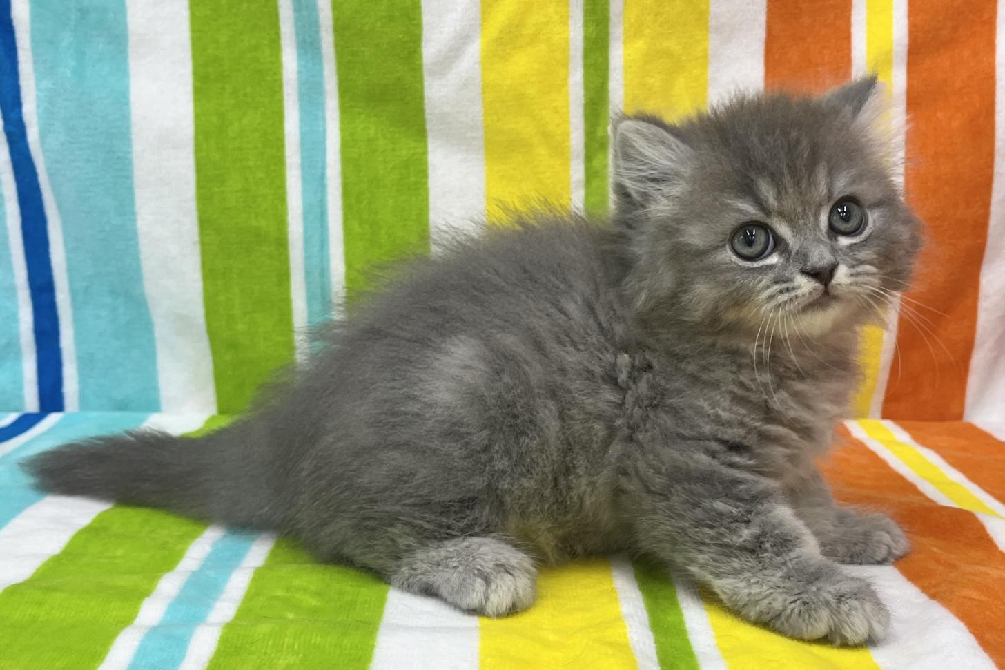 愛知県のミヌエット (ハピースペット一宮三条アミーゴ店/2025年9月1日生まれ/男の子/ブルータビー)の子猫の4枚目の画像