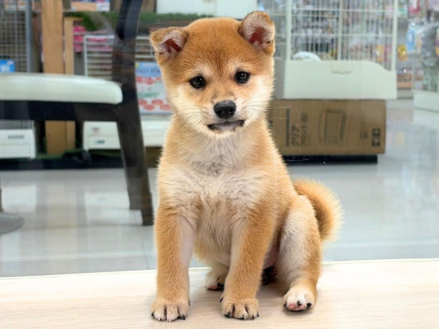 愛知県の豆柴 (ディスワン稲沢平和店/2026年8月8日生まれ/女の子/赤)の子犬の1枚目の画像