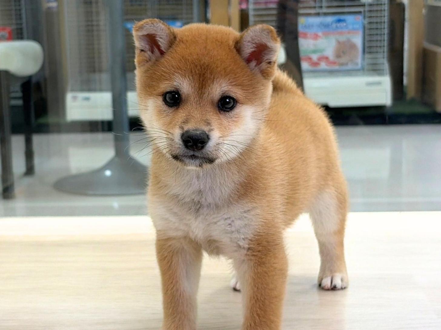 愛知県の豆柴 (ディスワン稲沢平和店/2026年8月8日生まれ/女の子/赤)の子犬の2枚目の画像