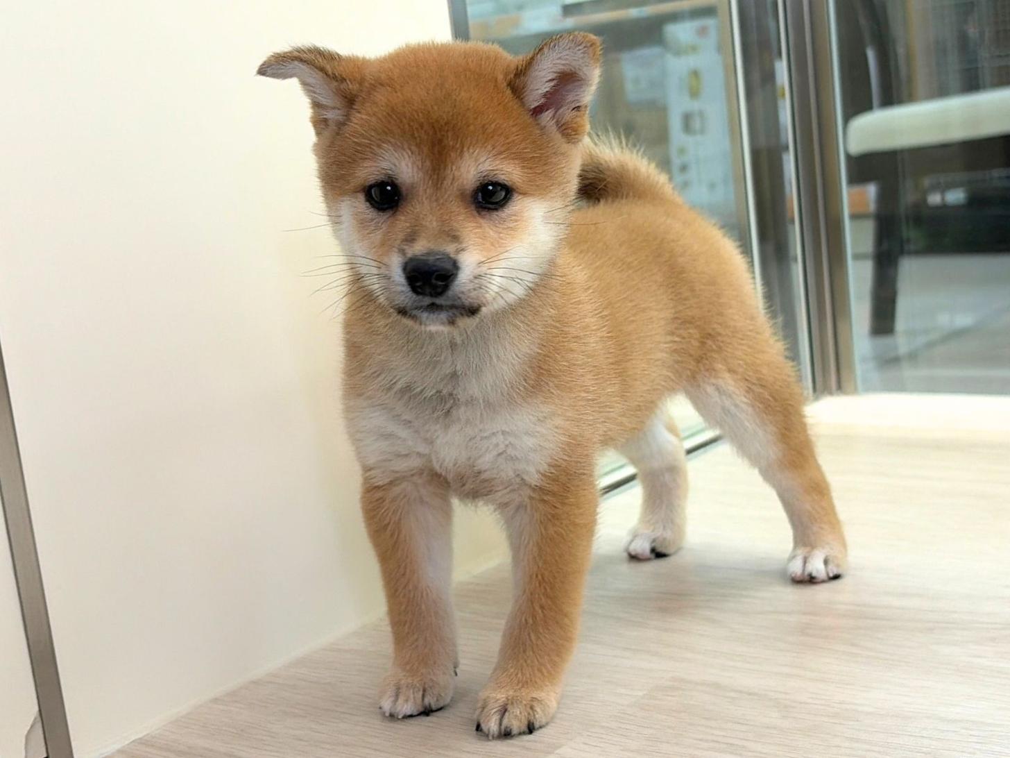 愛知県の豆柴 (ディスワン稲沢平和店/2026年8月8日生まれ/女の子/赤)の子犬の3枚目の画像