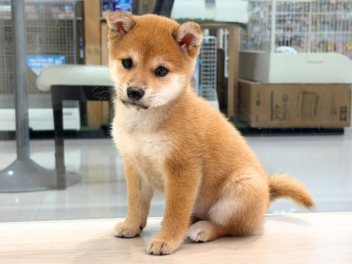 愛知県の豆柴 (ディスワン稲沢平和店/2026年8月8日生まれ/女の子/赤)の子犬の4枚目の画像