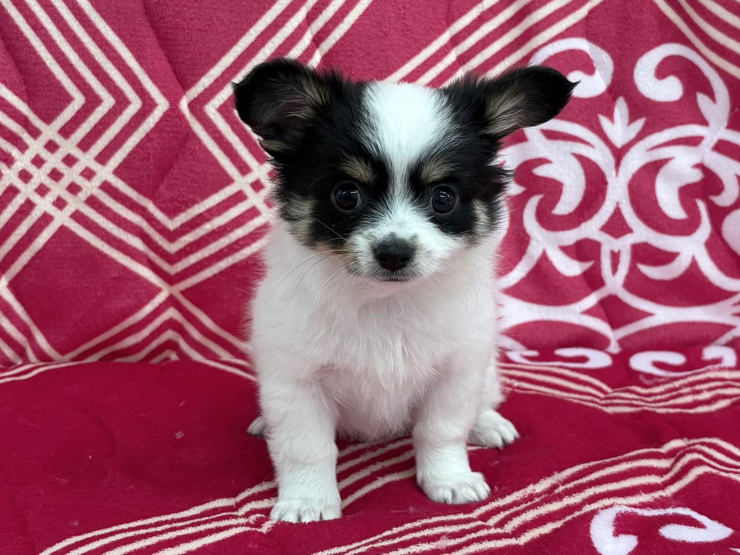 愛知県のチワワ(ロング) (ハピースペット春日井アミーゴ店/2026年2月7日生まれ/男の子/ホワイトブラックタン)の子犬の1枚目の画像