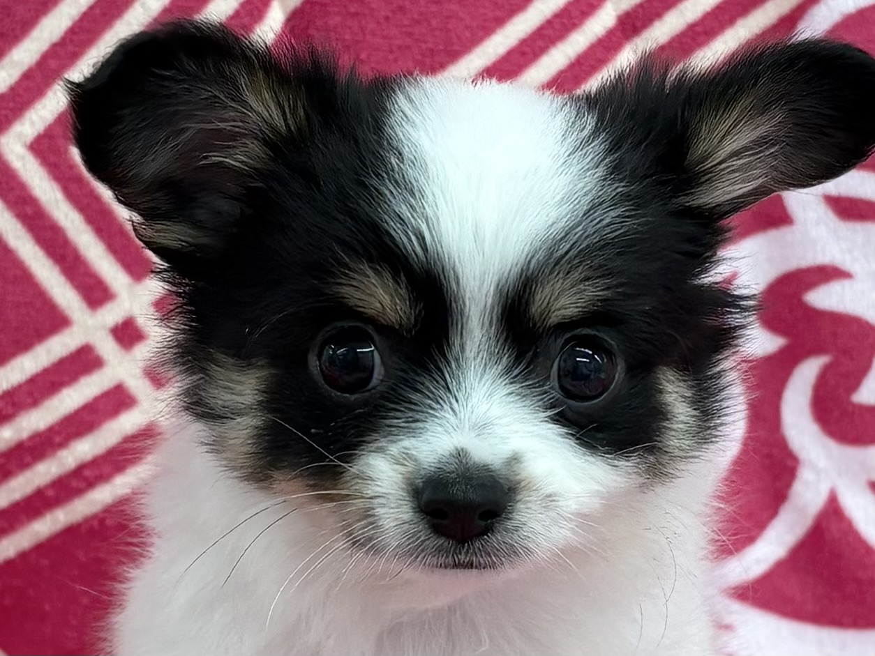 愛知県のチワワ(ロング) (ハピースペット春日井アミーゴ店/2026年2月7日生まれ/男の子/ホワイトブラックタン)の子犬の2枚目の画像