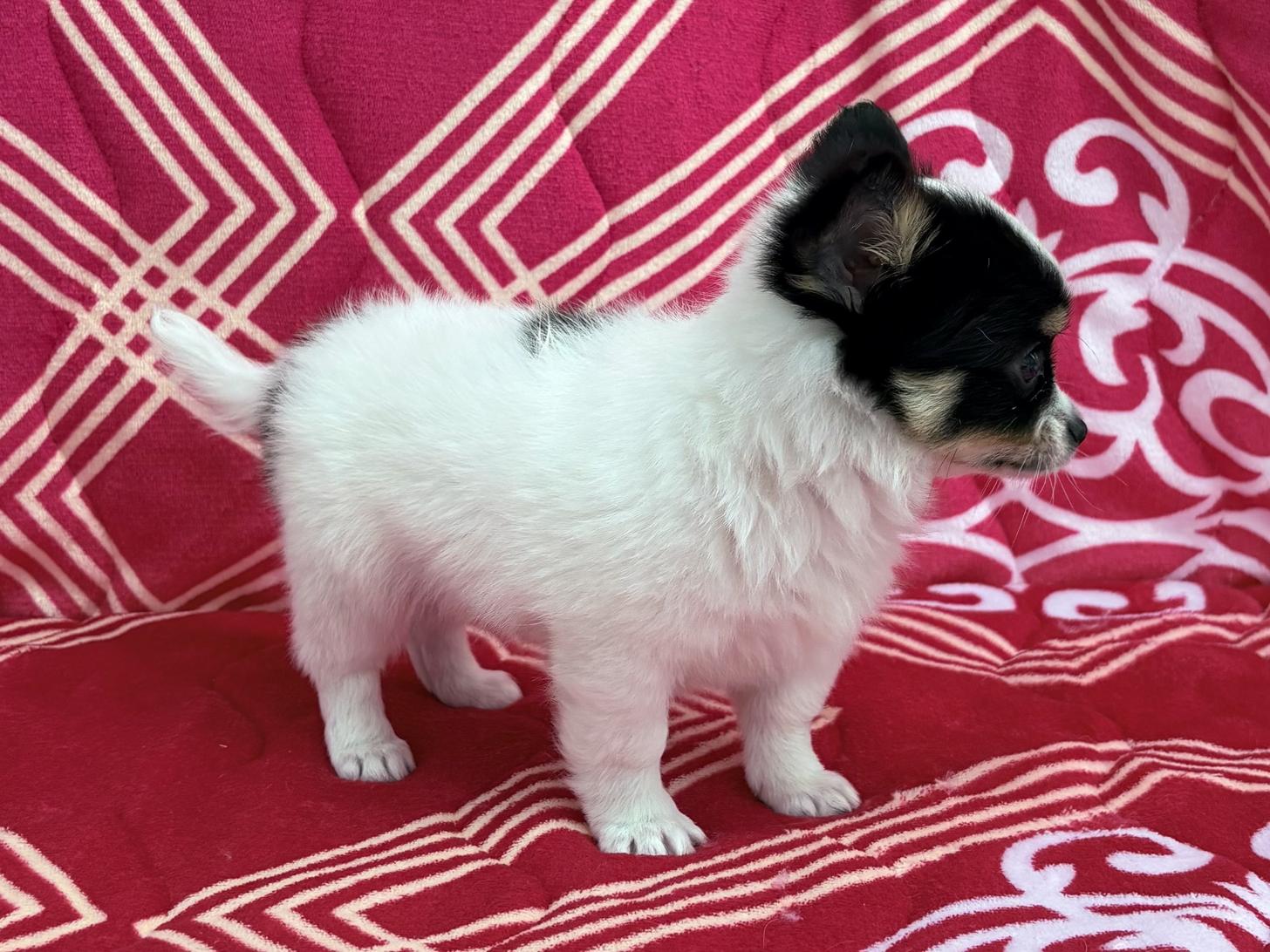 愛知県のチワワ(ロング) (ハピースペット春日井アミーゴ店/2026年2月7日生まれ/男の子/ホワイトブラックタン)の子犬の3枚目の画像