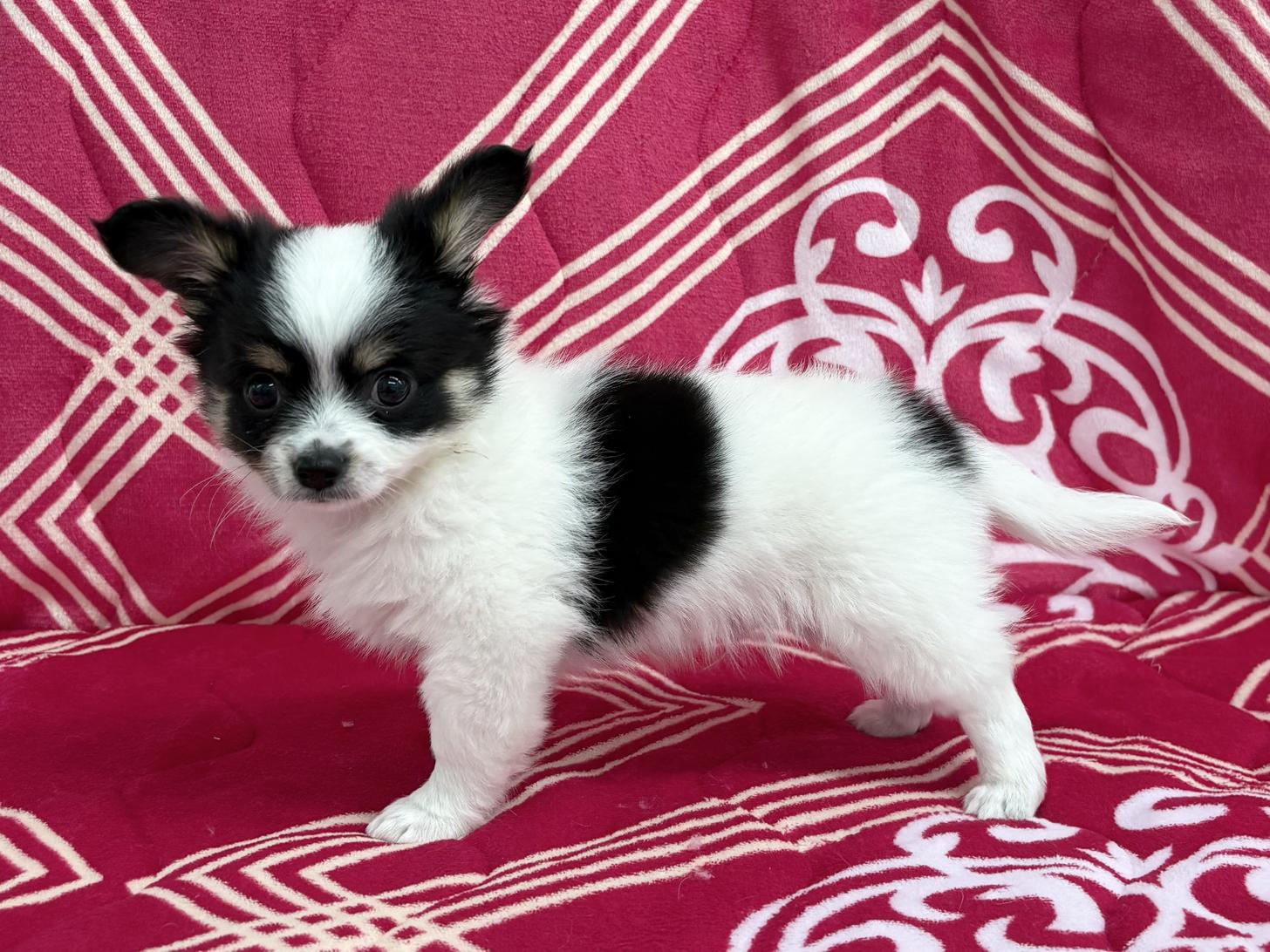 愛知県のチワワ(ロング) (ハピースペット春日井アミーゴ店/2026年2月7日生まれ/男の子/ホワイトブラックタン)の子犬の4枚目の画像