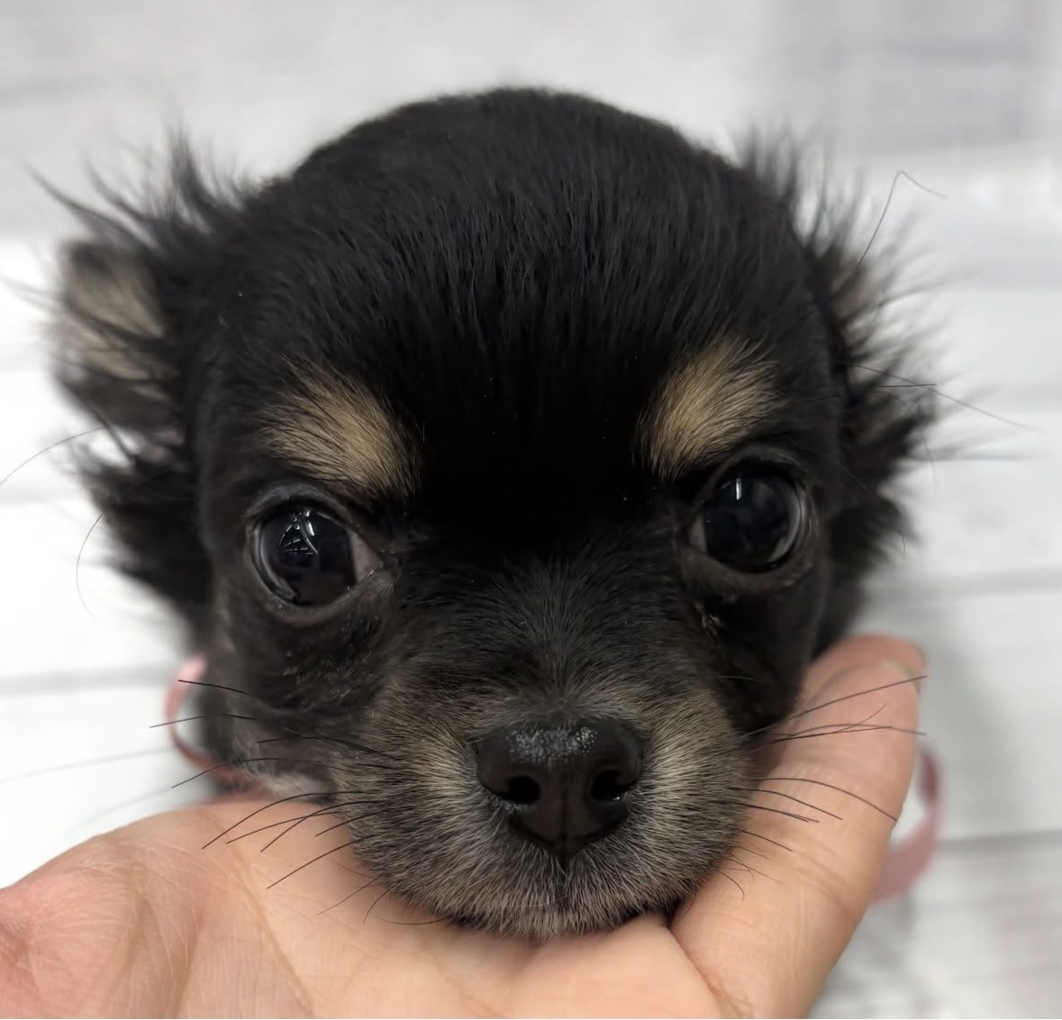 千葉県のチワワ(ロング) (ペッツワン佐倉店/2025年11月26日生まれ/男の子/ブラックタン)の子犬の1枚目の画像
