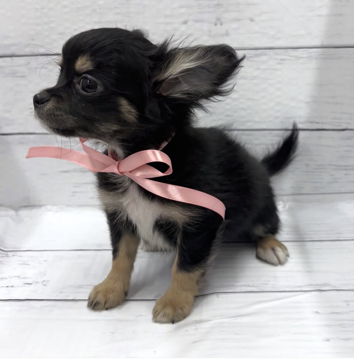 千葉県のチワワ(ロング) (ペッツワン佐倉店/2025年11月26日生まれ/男の子/ブラックタン)の子犬の2枚目の画像