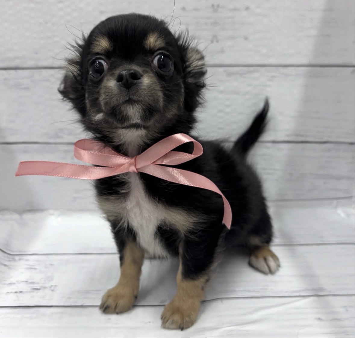 千葉県のチワワ(ロング) (ペッツワン佐倉店/2025年11月26日生まれ/男の子/ブラックタン)の子犬の4枚目の画像