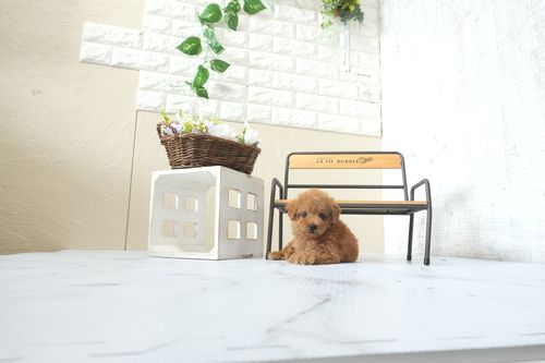 滋賀県のトイプードル(タイニー) (いっぷく湖南店/2502年6月4日生まれ/男の子/レッドフォーン)の子犬の1枚目の画像