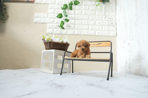 滋賀県のトイプードル(タイニー) (いっぷく湖南店/2502年6月4日生まれ/男の子/レッドフォーン)の子犬の2枚目の画像