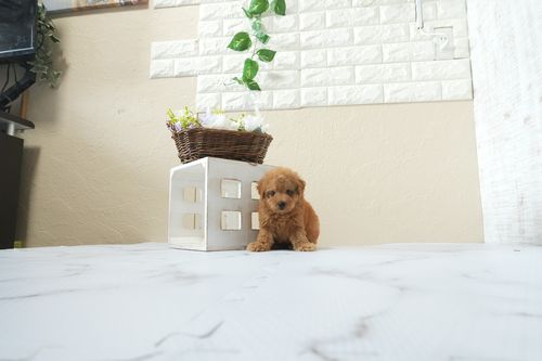 滋賀県のトイプードル(タイニー) (いっぷく湖南店/2502年6月4日生まれ/男の子/レッドフォーン)の子犬の4枚目の画像