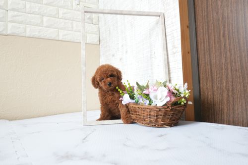 滋賀県のトイプードル(タイニー) (いっぷく湖南店/2025年9月23日生まれ/男の子/レッドフォーン)の子犬の1枚目の画像