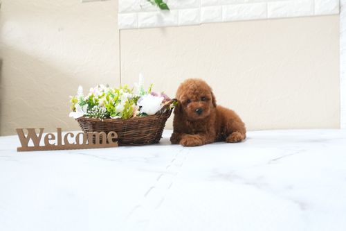 滋賀県のトイプードル(タイニー) (いっぷく湖南店/2025年9月23日生まれ/男の子/レッドフォーン)の子犬の2枚目の画像