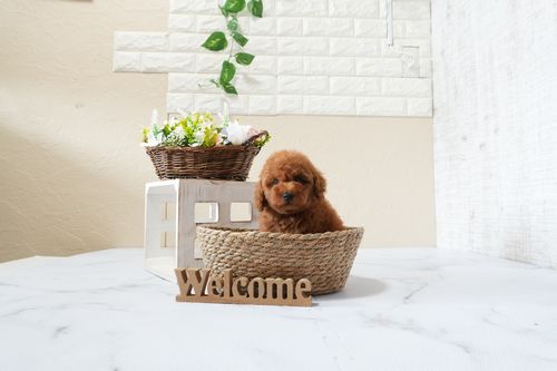 滋賀県のトイプードル(タイニー) (いっぷく湖南店/2025年9月23日生まれ/男の子/レッドフォーン)の子犬の3枚目の画像