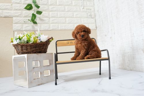 滋賀県のトイプードル(タイニー) (いっぷく湖南店/2025年9月23日生まれ/男の子/レッドフォーン)の子犬の4枚目の画像