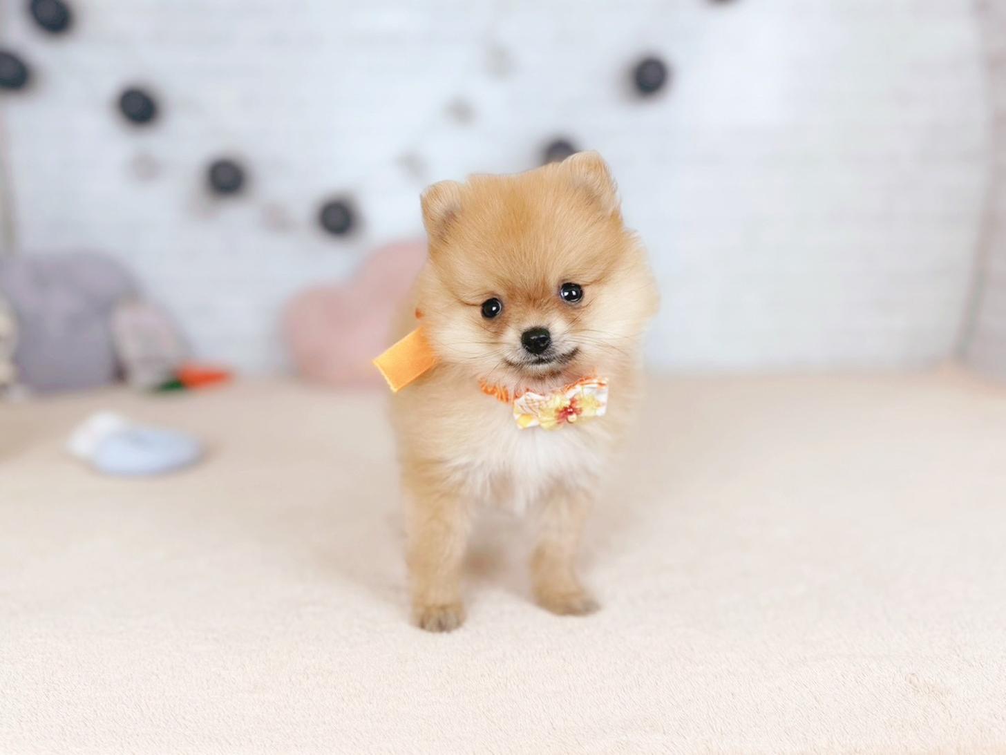 北海道のポメラニアン (ペットショップだんぼ/2025年11月9日生まれ/女の子/オレンジセーブル)の子犬の1枚目の画像