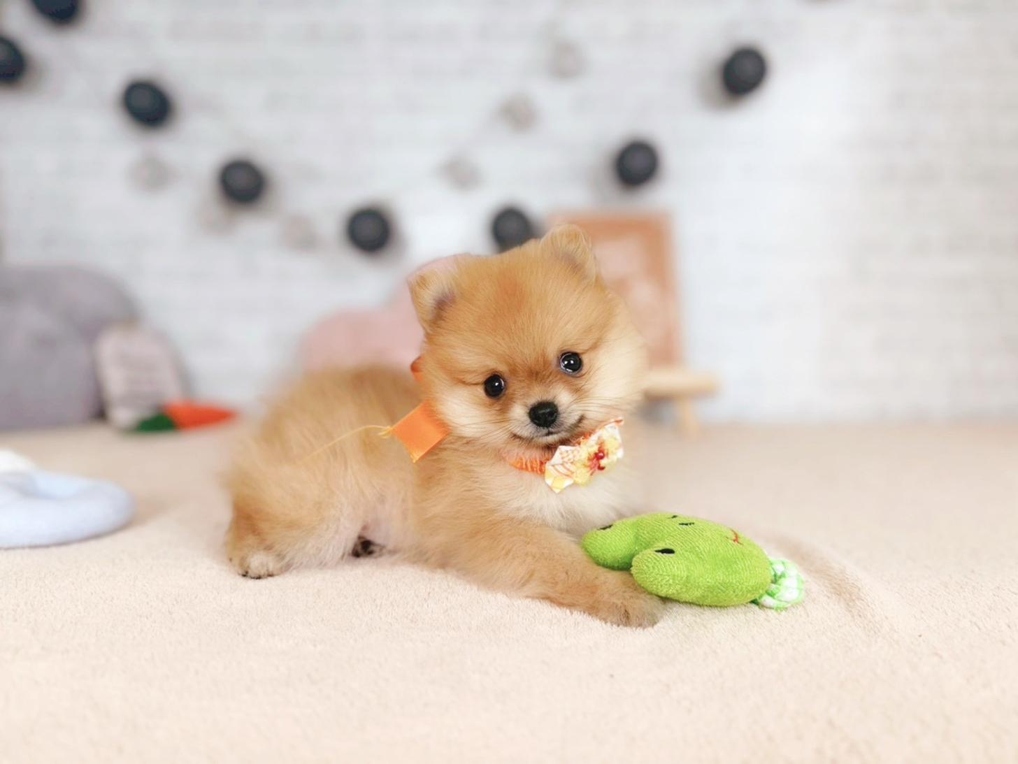 北海道のポメラニアン (ペットショップだんぼ/2025年11月9日生まれ/女の子/オレンジセーブル)の子犬の2枚目の画像