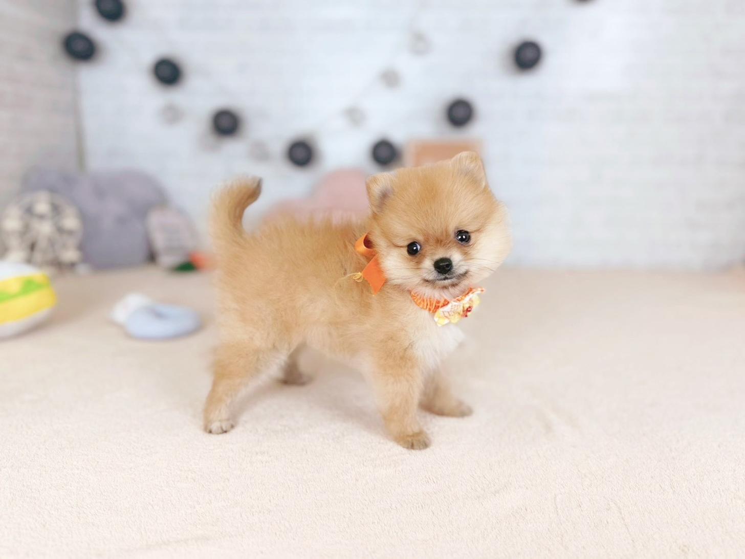 北海道のポメラニアン (ペットショップだんぼ/2025年11月9日生まれ/女の子/オレンジセーブル)の子犬の4枚目の画像