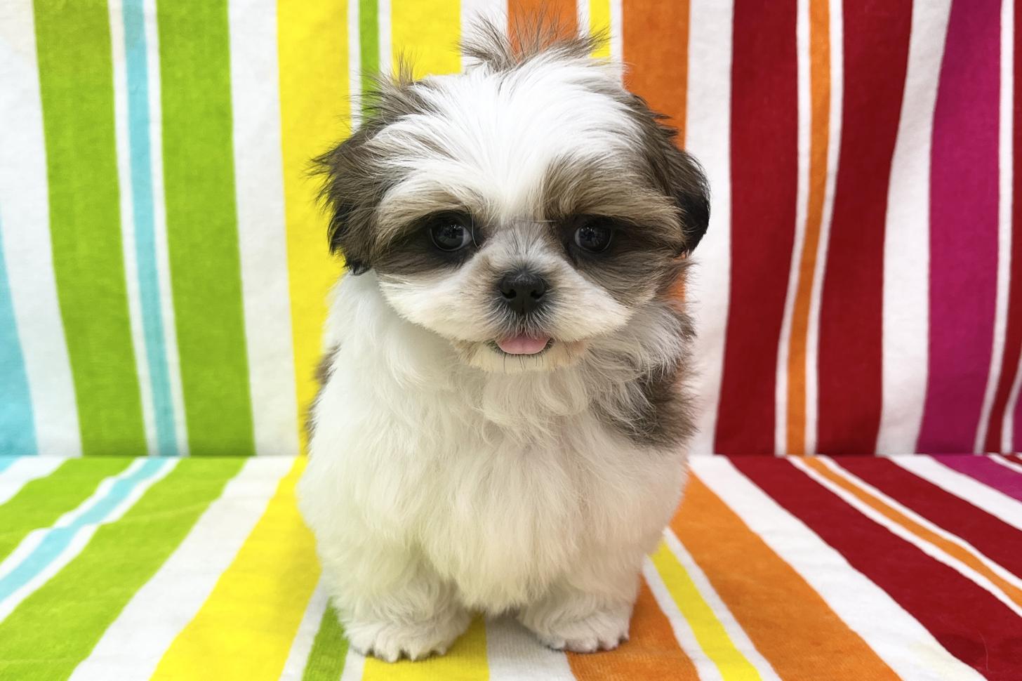 愛知県のシーズー (ハピースペット一宮三条アミーゴ店/2025年12月3日生まれ/女の子/ホワイトゴールド)の子犬の1枚目の画像