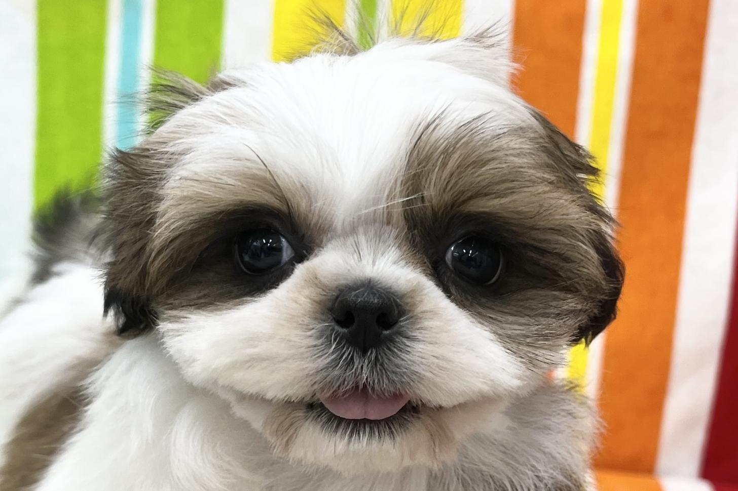 愛知県のシーズー (ハピースペット一宮三条アミーゴ店/2025年12月3日生まれ/女の子/ホワイトゴールド)の子犬の2枚目の画像