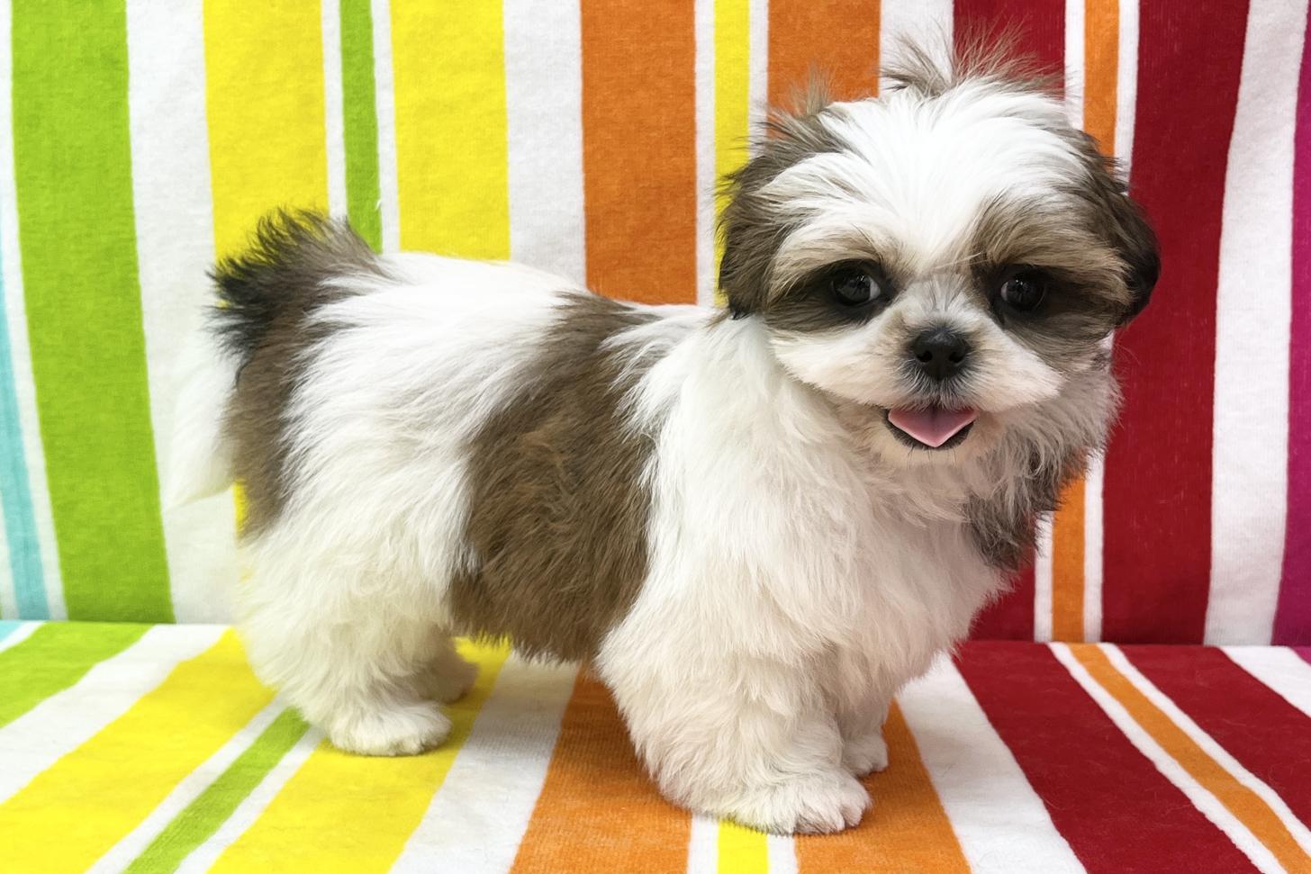 愛知県のシーズー (ハピースペット一宮三条アミーゴ店/2025年12月3日生まれ/女の子/ホワイトゴールド)の子犬の3枚目の画像