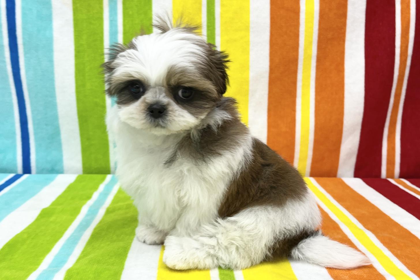 愛知県のシーズー (ハピースペット一宮三条アミーゴ店/2025年12月3日生まれ/女の子/ホワイトゴールド)の子犬の4枚目の画像