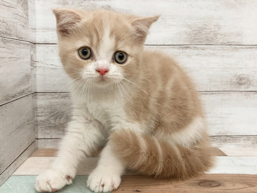 新潟県のハーフ猫・ミックス猫 (竹内ペット 白根店/2026年4月29日生まれ/女の子/クリームホワイト)の子猫の1枚目の画像
