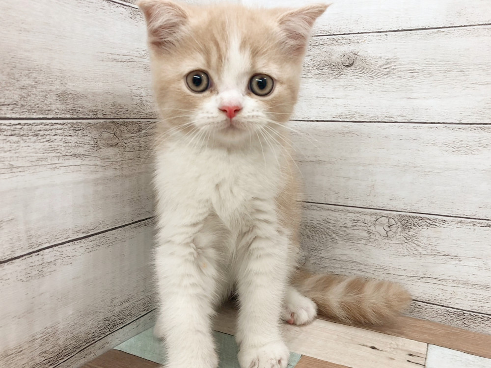 新潟県のハーフ猫・ミックス猫 (竹内ペット 白根店/2026年4月29日生まれ/女の子/クリームホワイト)の子猫の2枚目の画像
