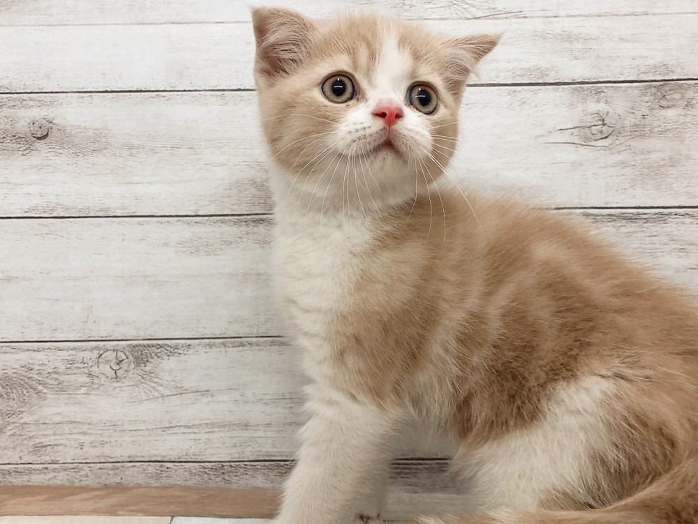 新潟県のハーフ猫・ミックス猫 (竹内ペット 白根店/2026年4月29日生まれ/女の子/クリームホワイト)の子猫の3枚目の画像