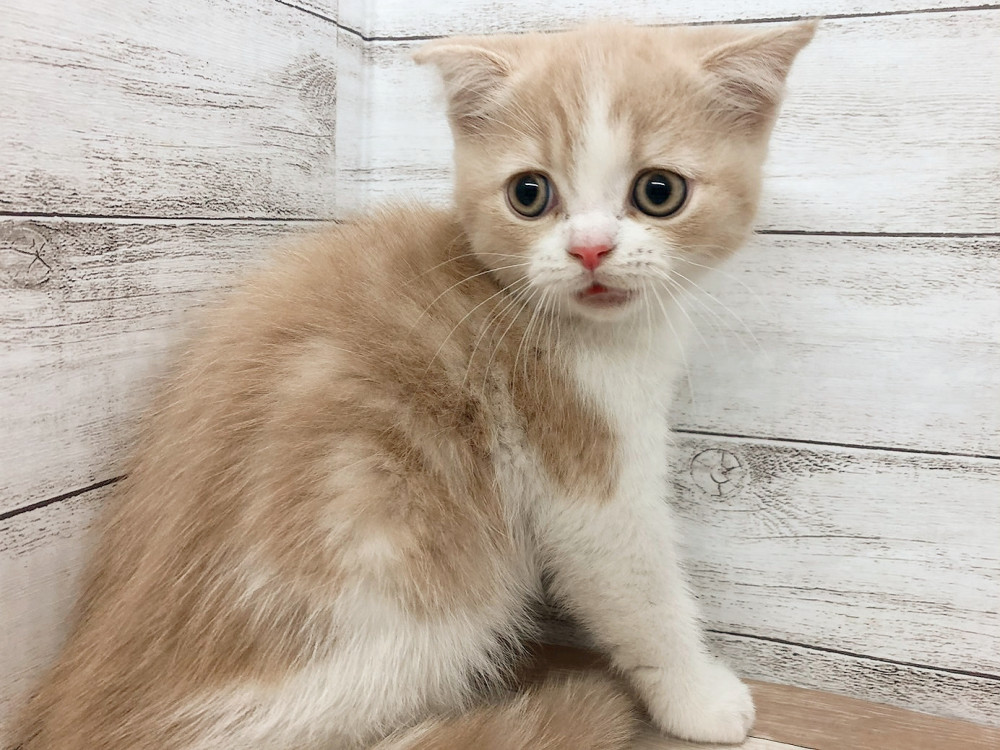 新潟県のハーフ猫・ミックス猫 (竹内ペット 白根店/2026年4月29日生まれ/女の子/クリームホワイト)の子猫の4枚目の画像