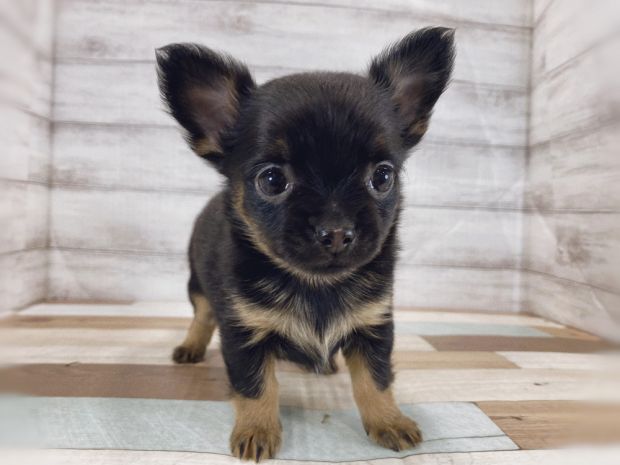 新潟県のチワワ(ロング) (竹内ペット 新津本店/2025年11月21日生まれ/女の子/ブラックタン)の子犬の1枚目の画像