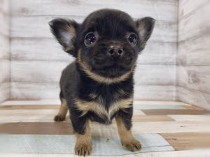 新潟県のチワワ(ロング) (竹内ペット 新津本店/2025年11月21日生まれ/女の子/ブラックタン)の子犬の2枚目の画像