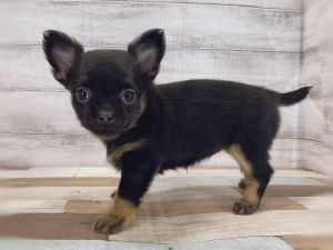 新潟県のチワワ(ロング) (竹内ペット 新津本店/2025年11月21日生まれ/女の子/ブラックタン)の子犬の4枚目の画像