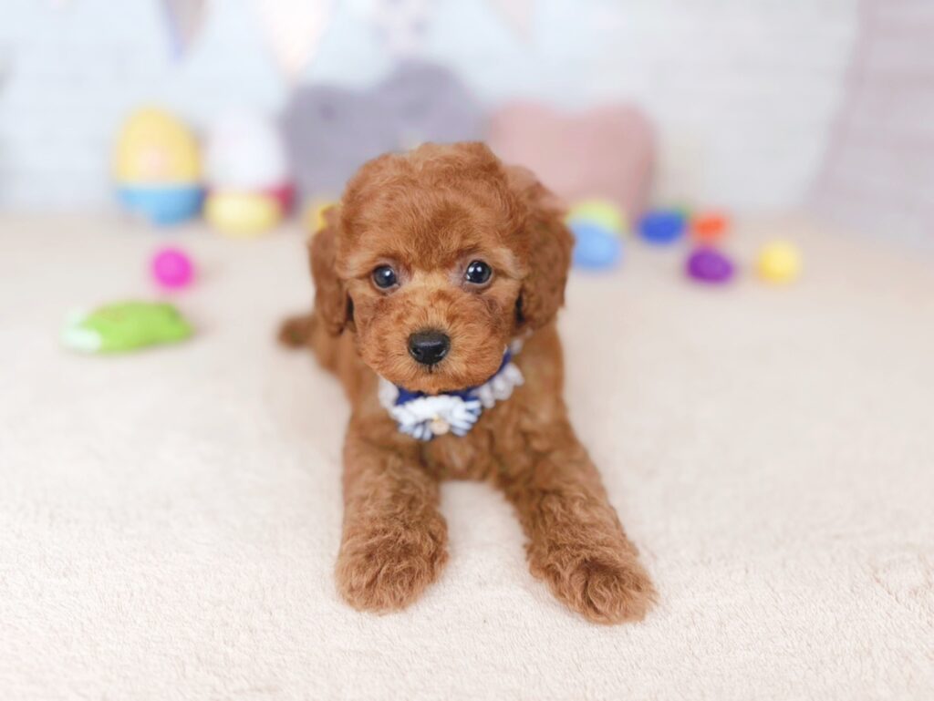 北海道のトイプードル(トイ) (ペットショップだんぼ/2026年7月2日生まれ/男の子/レッド)の子犬の2枚目の画像