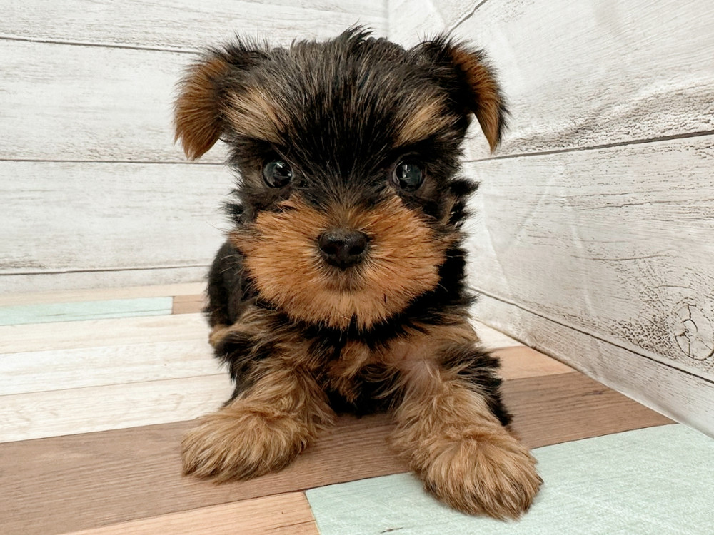 新潟県のヨークシャーテリア (竹内ペット 新潟西店/2025年10月14日生まれ/女の子/スチールブルータン)の子犬