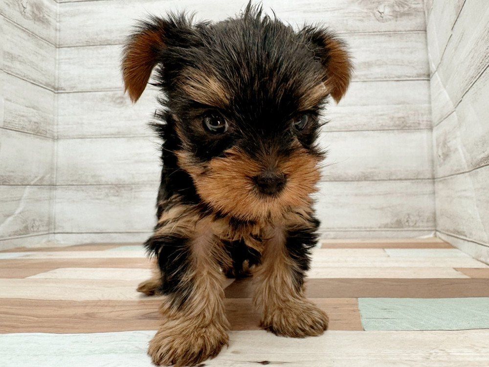 新潟県のヨークシャーテリア (竹内ペット 新潟西店/2025年10月14日生まれ/女の子/スチールブルータン)の子犬の3枚目の画像