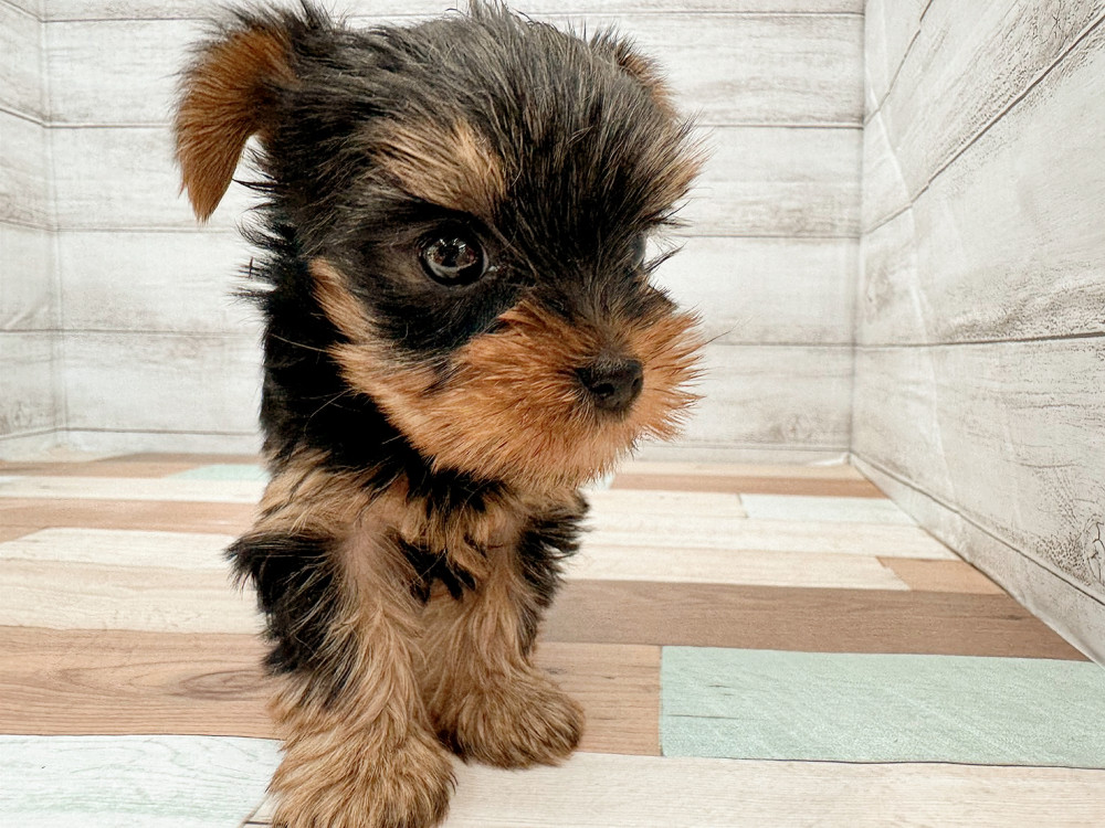 新潟県のヨークシャーテリア (竹内ペット 新潟西店/2025年10月14日生まれ/女の子/スチールブルータン)の子犬の4枚目の画像