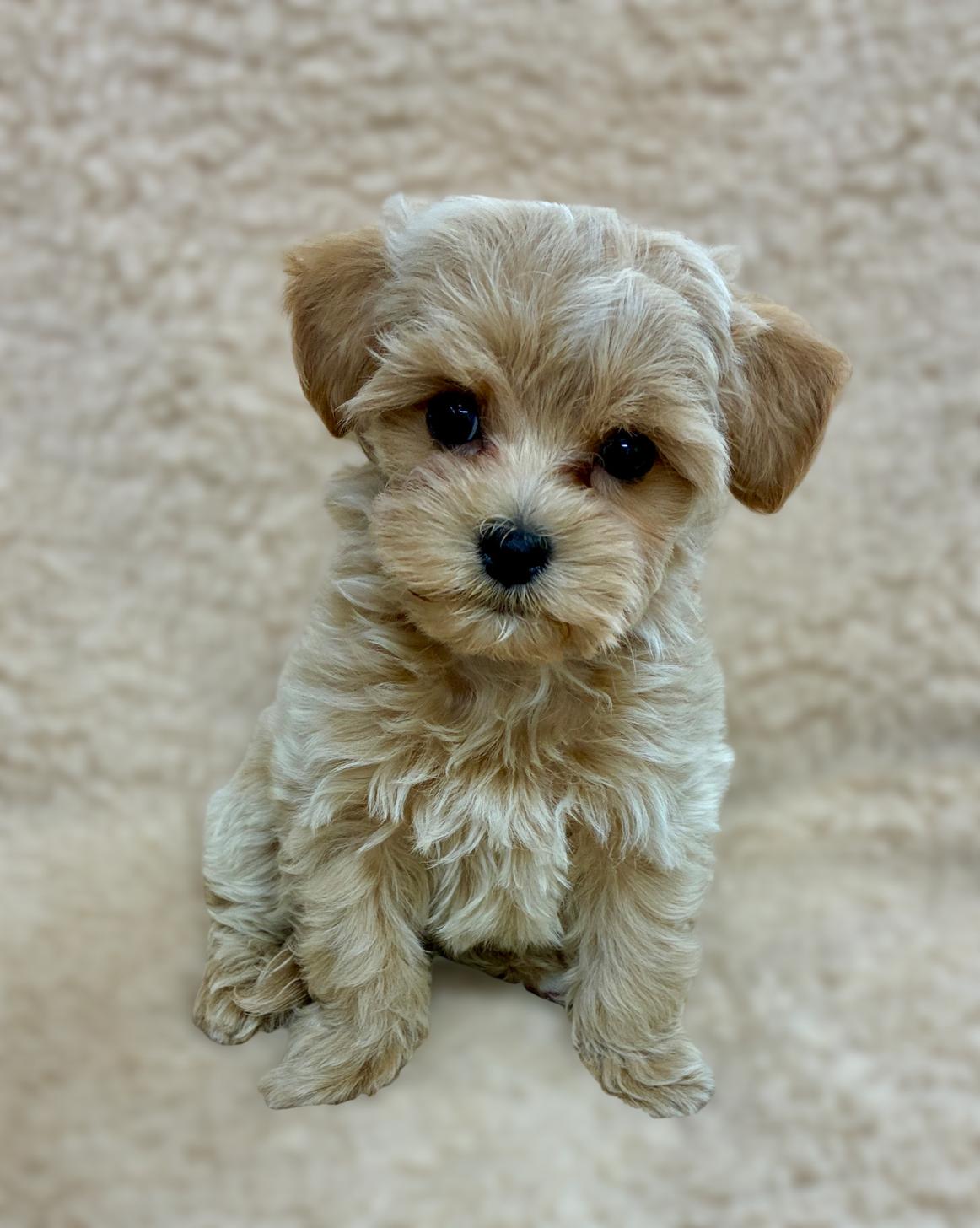 広島県のマルプー(マルチーズ×プードル) (ペットショップ カネユキ/2025年10月8日生まれ/男の子/クリーム)の子犬