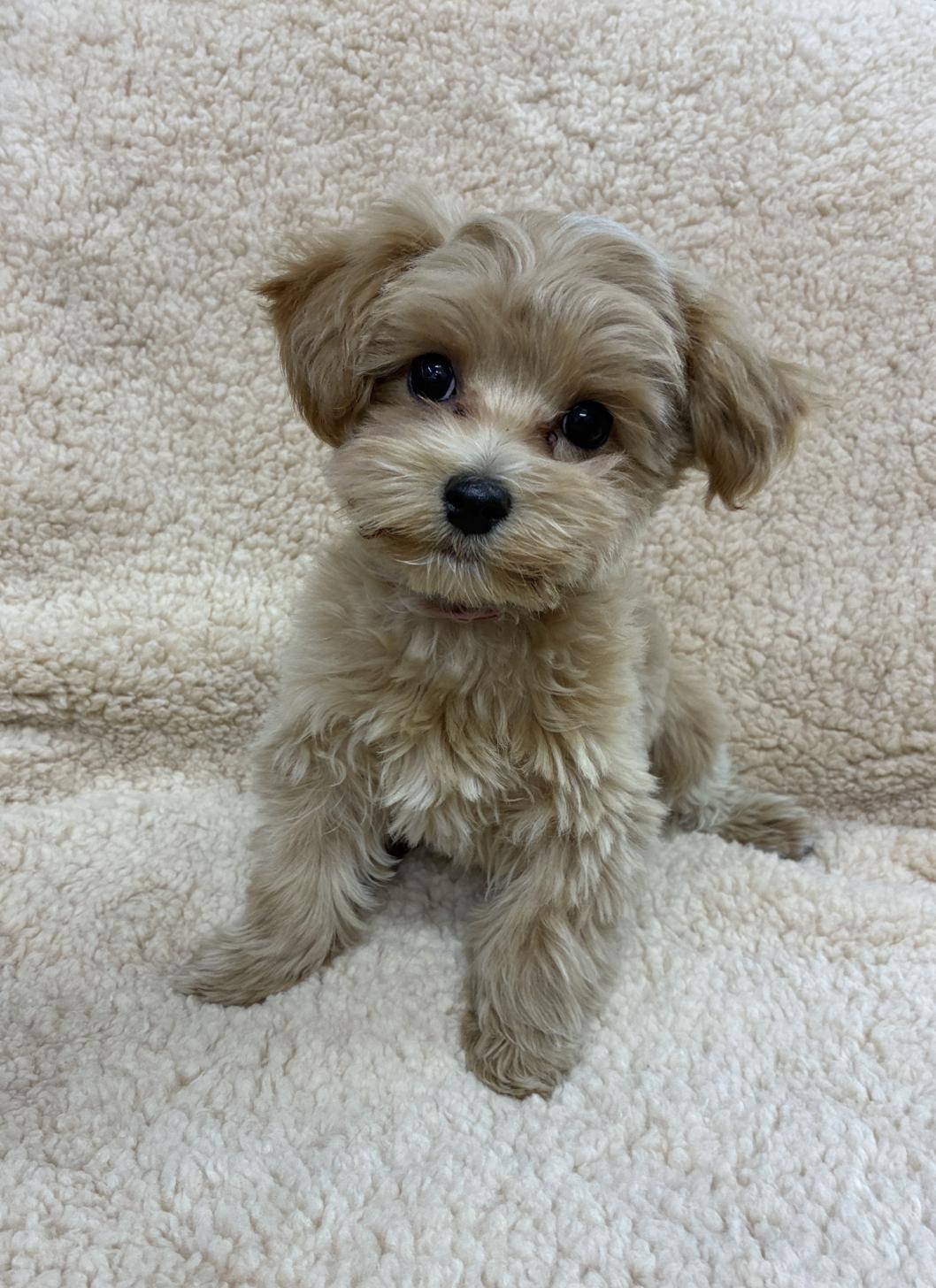 広島県のマルプー(マルチーズ×プードル) (ペットショップ カネユキ/2025年10月8日生まれ/男の子/クリーム)の子犬