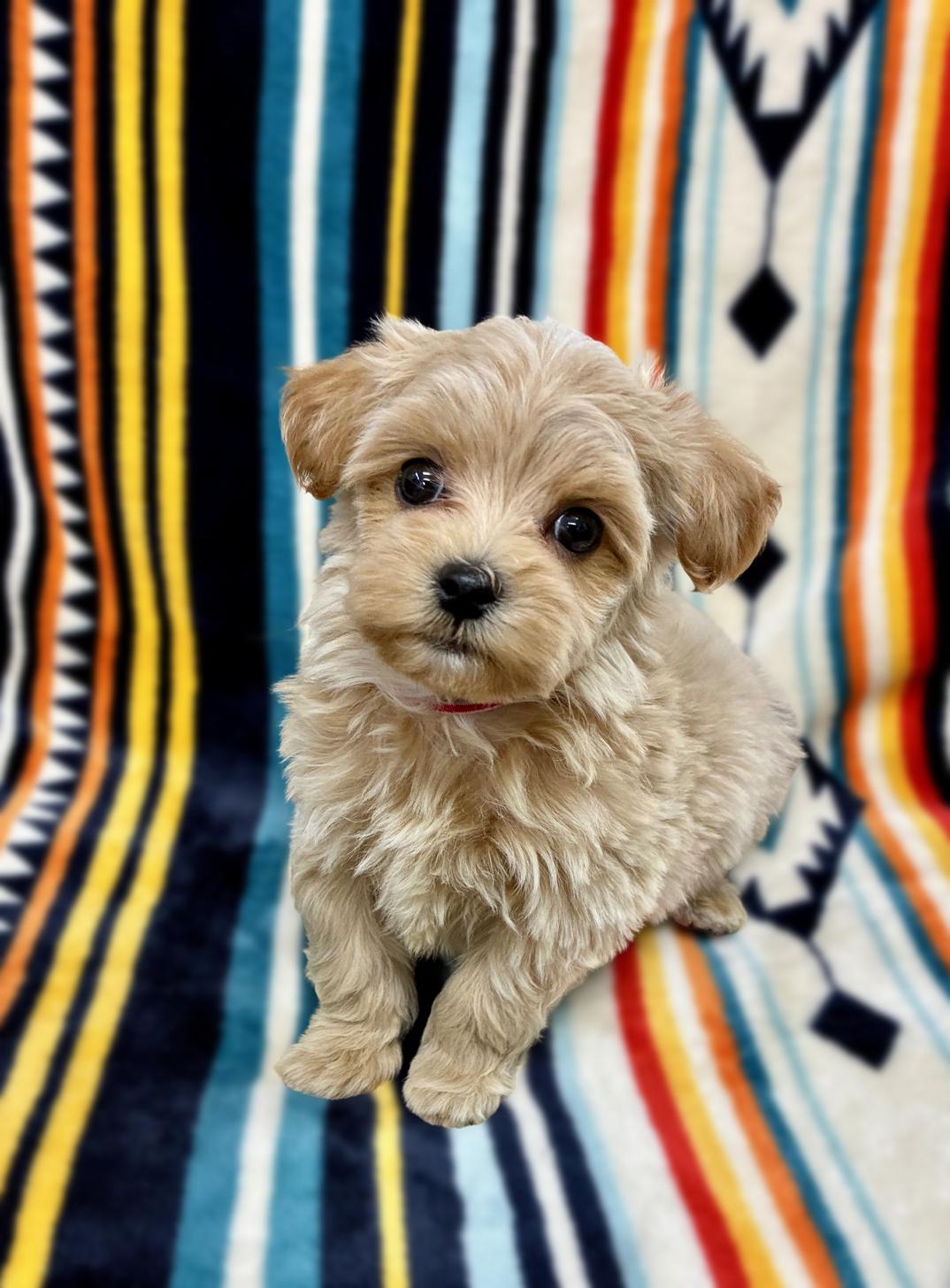 広島県のマルプー(マルチーズ×プードル) (ペットショップ カネユキ/2025年10月8日生まれ/男の子/クリーム)の子犬