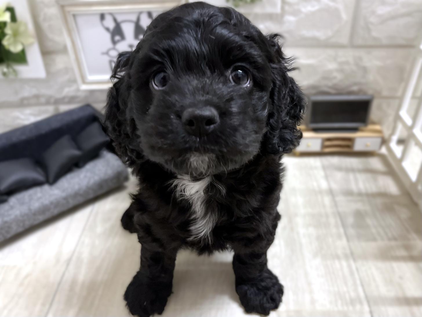 和歌山県のコッカプー(アメリカンコッカースパニエル×プードル) (DOGMAN和歌山中之島店/2026年3月8日生まれ/女の子/ブラック)の子犬の1枚目の画像