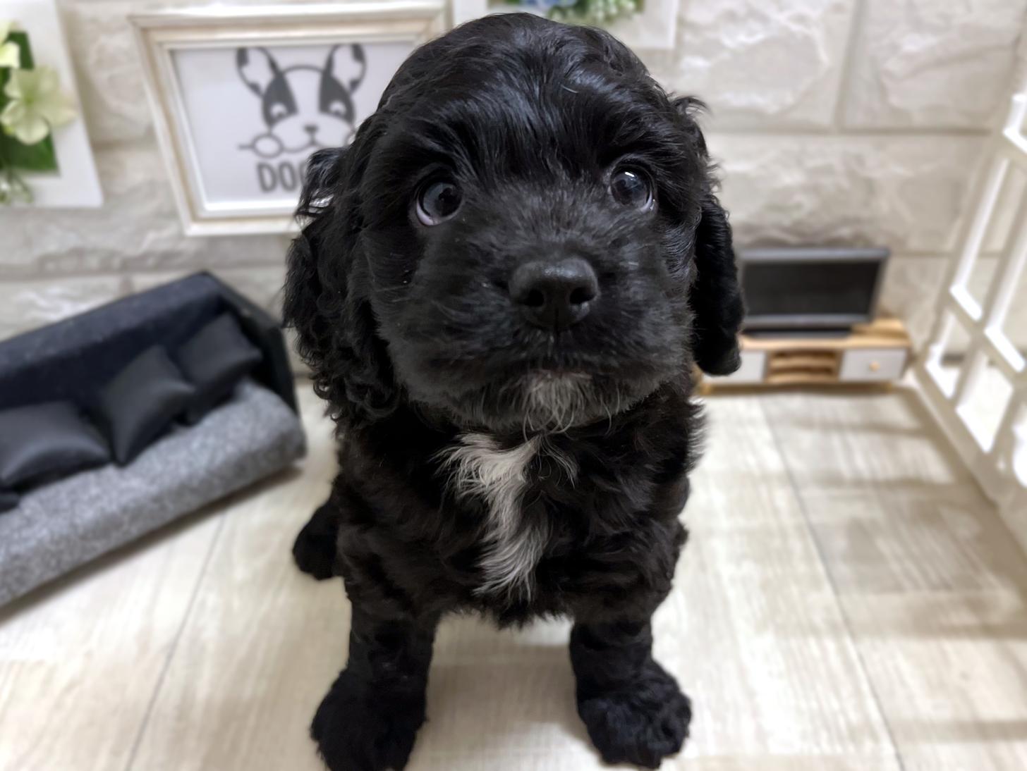 和歌山県のコッカプー(アメリカンコッカースパニエル×プードル) (DOGMAN和歌山中之島店/2026年3月8日生まれ/女の子/ブラック)の子犬の2枚目の画像