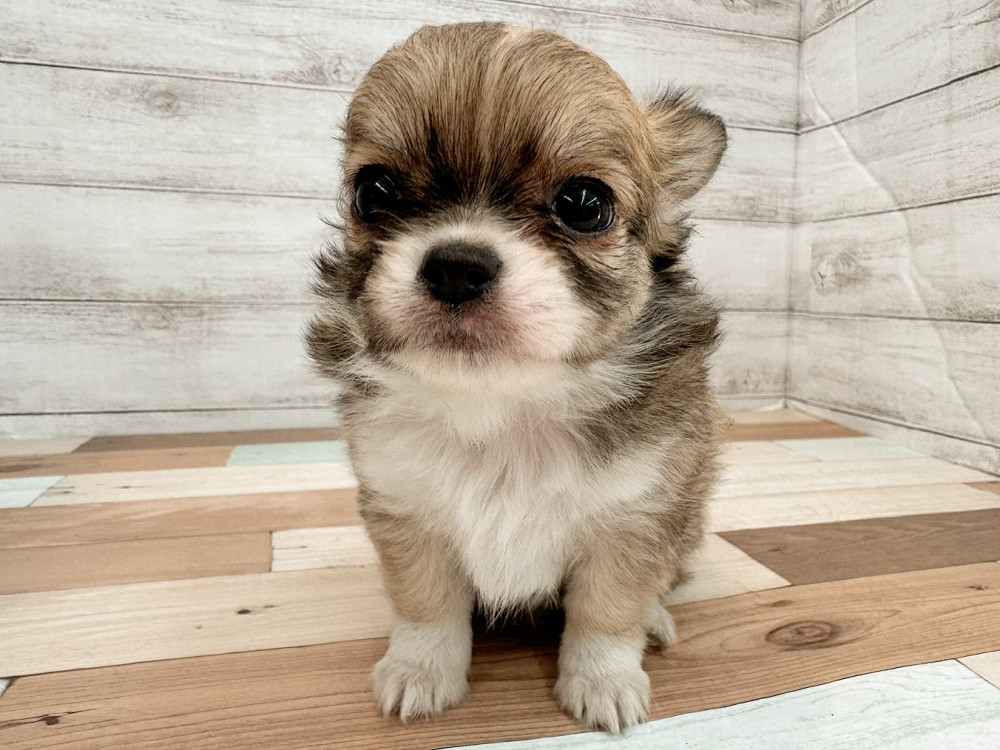 新潟県のチワワ(ロング) (竹内ペット 新潟西店/2025年10月13日生まれ/女の子/フォーンホワイト)の子犬