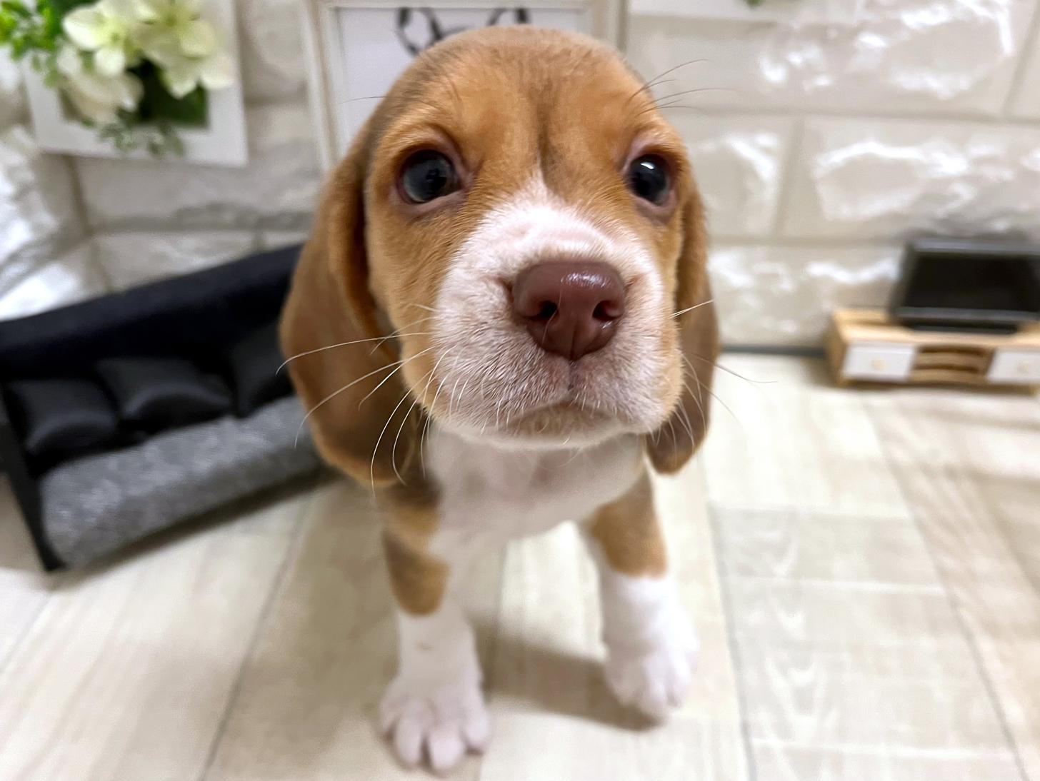 大阪府のビーグル (DOGMAN平野瓜破店/2026年4月18日生まれ/男の子/ブラウンタンホワイト)の子犬の2枚目の画像