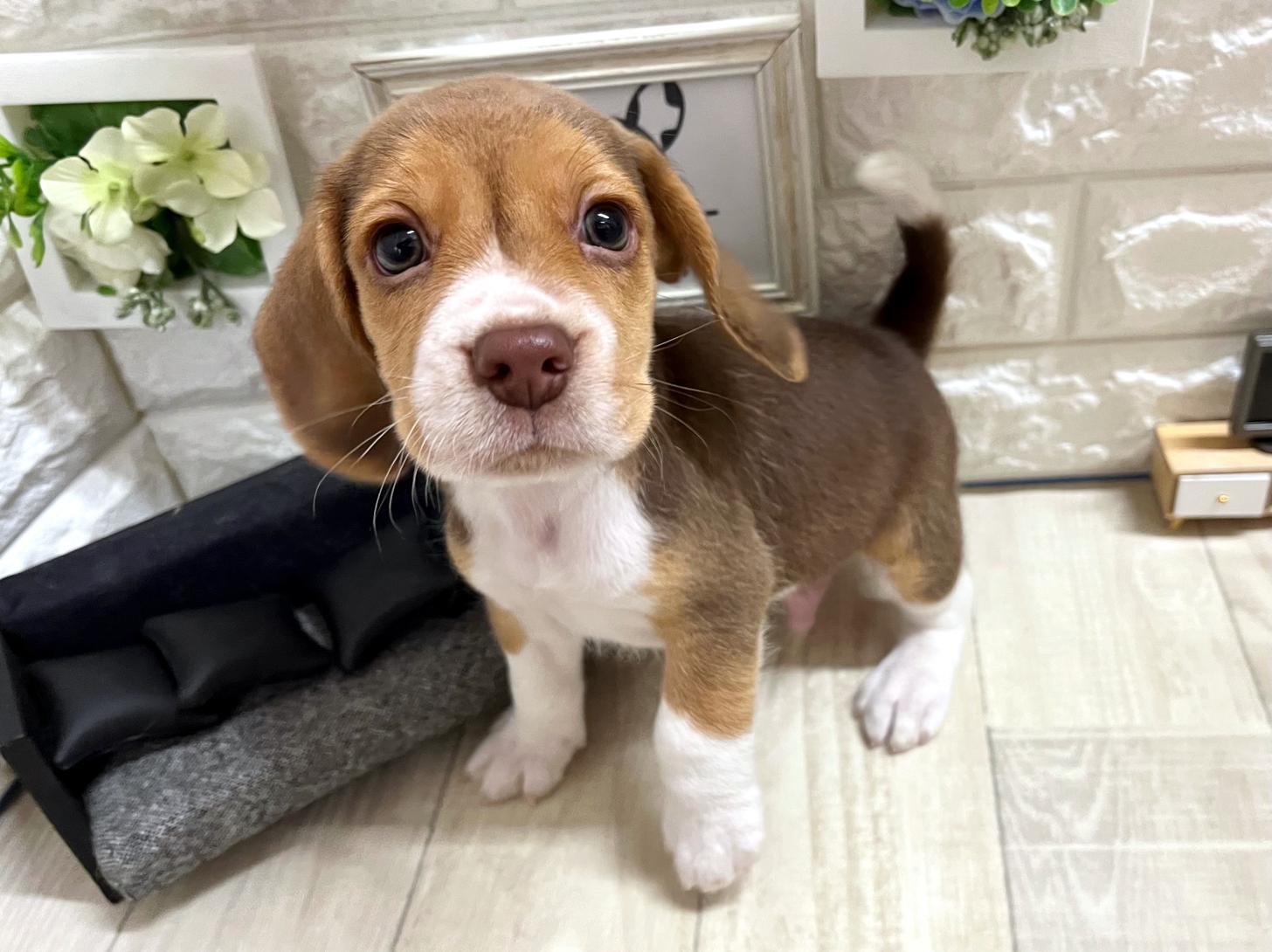 大阪府のビーグル (DOGMAN平野瓜破店/2026年4月18日生まれ/男の子/ブラウンタンホワイト)の子犬の3枚目の画像